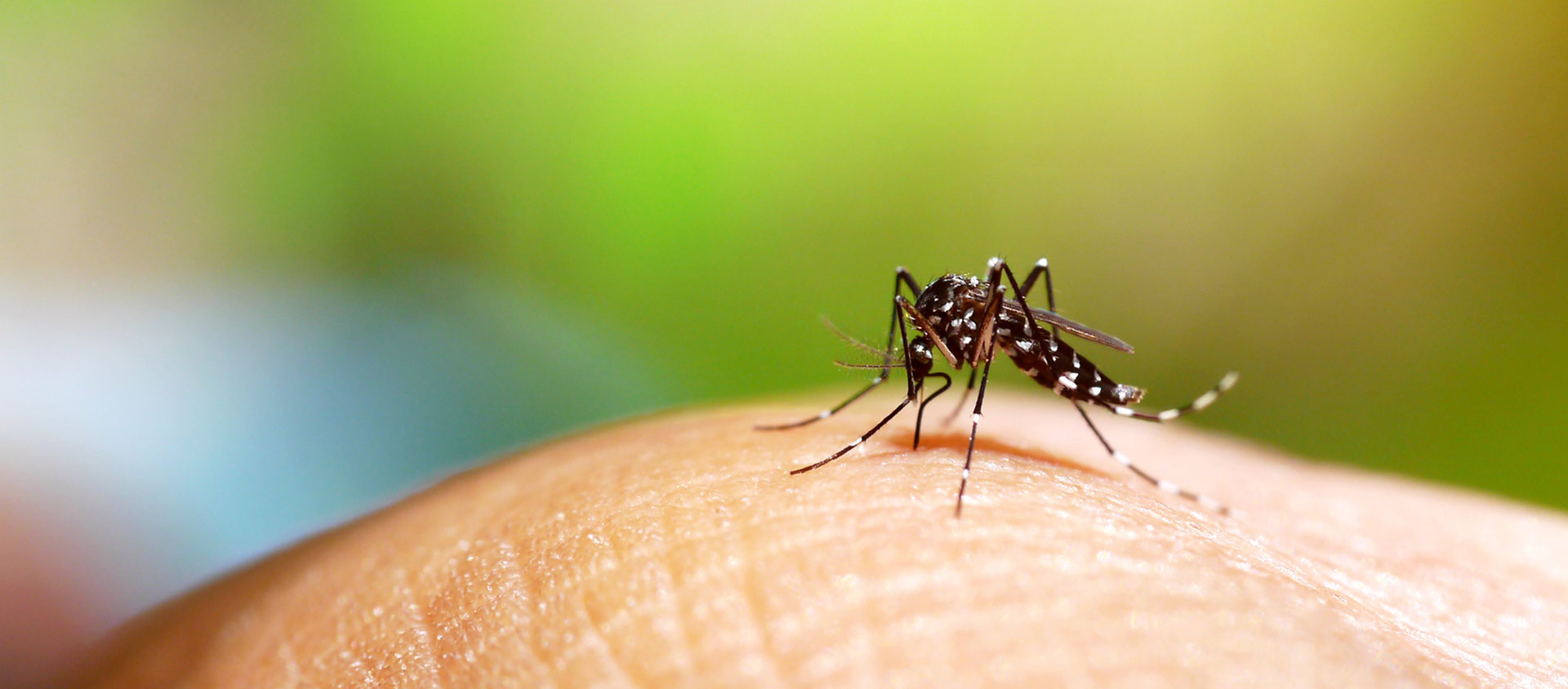 Atenção! Casos de dengue no Brasil voltam a crescer